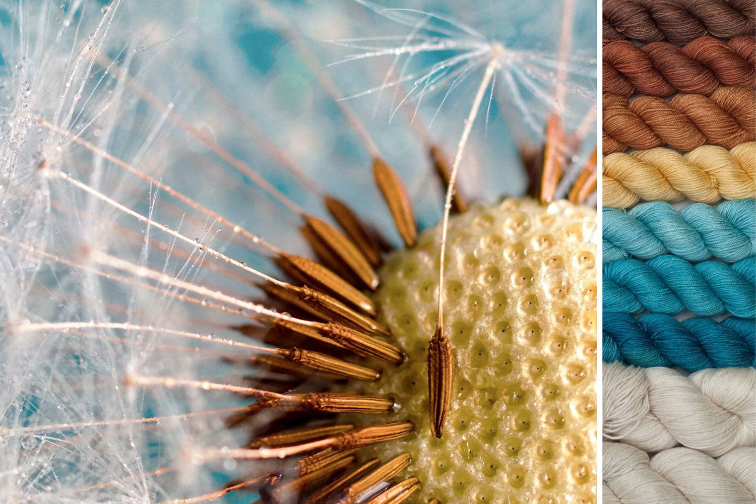 Dandelion: ensemble pour Cosmic Connections MKAL