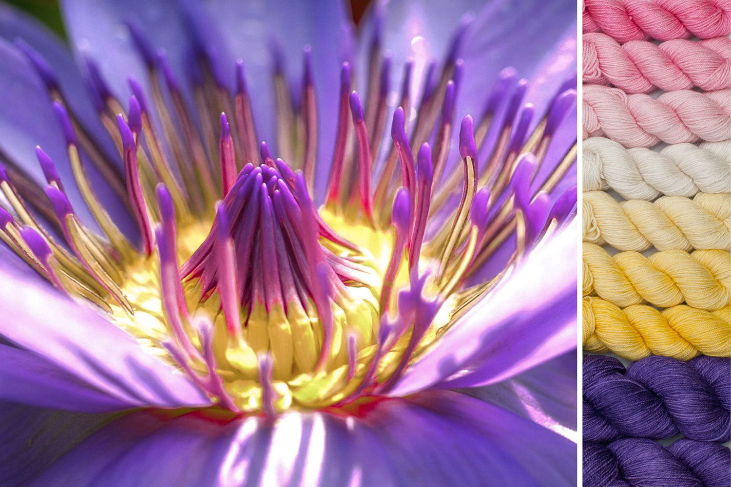 Lotus: ensemble pour Cosmic Connections MKAL