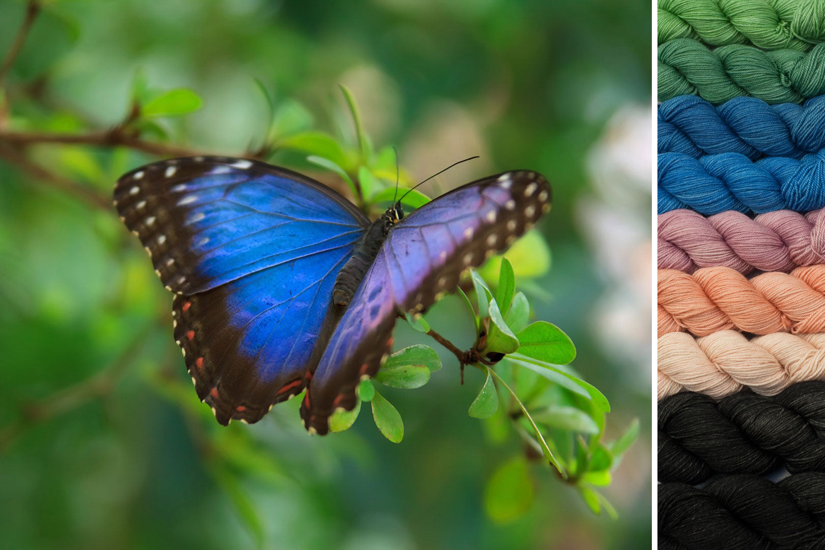 Butterfly: ensemble pour Secret Forest MKAL