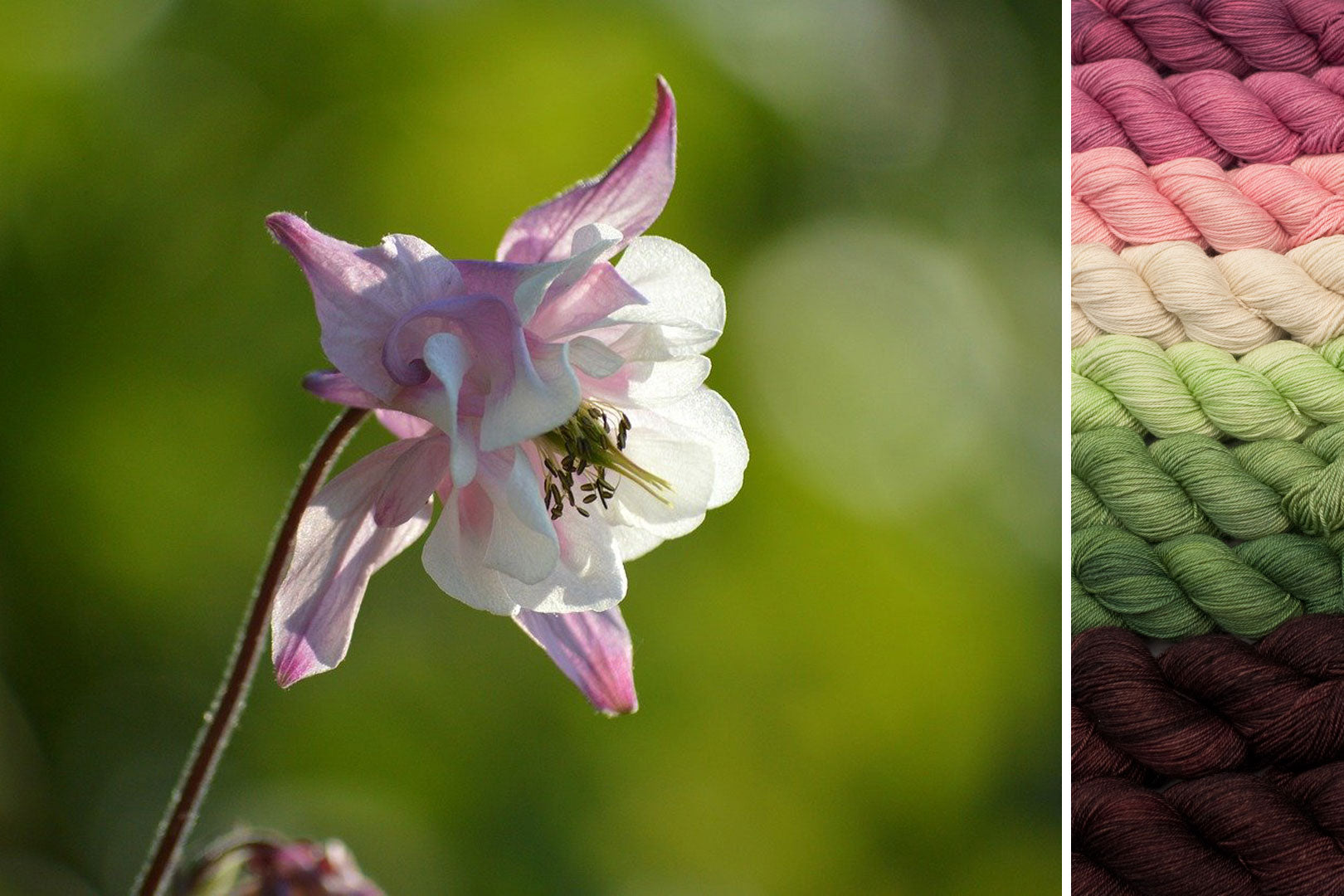 Columbine: ensemble pour Secret Forest MKAL