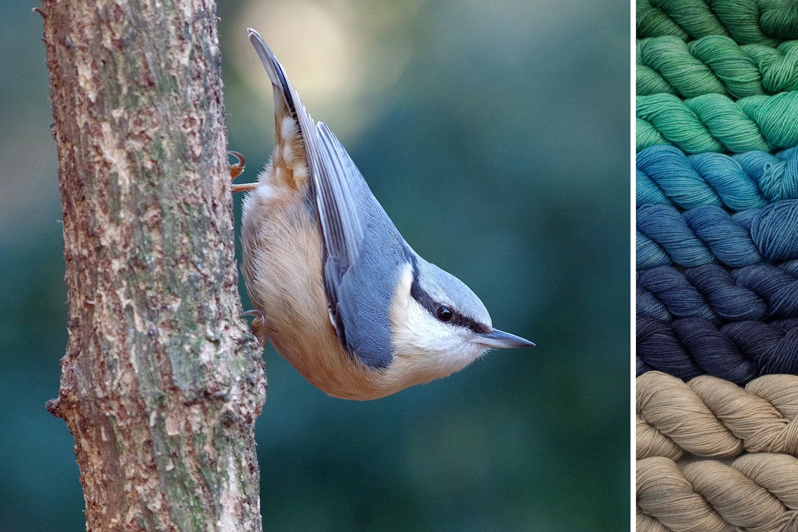 Nuthatch: ensemble pour Secret Forest MKAL
