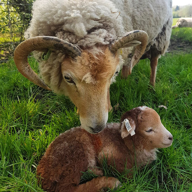 Adult and baby portland sheep in the grass