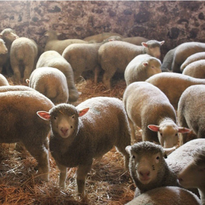 Flock of young sheep in a barn