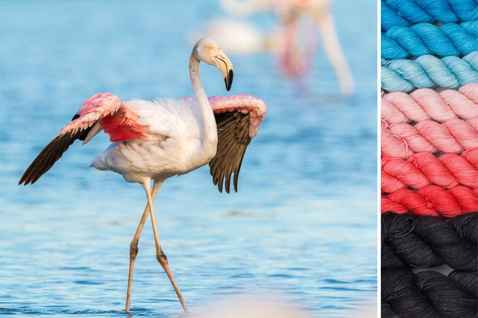 Flamingo: ensemble pour Wings of Wonder MKAL