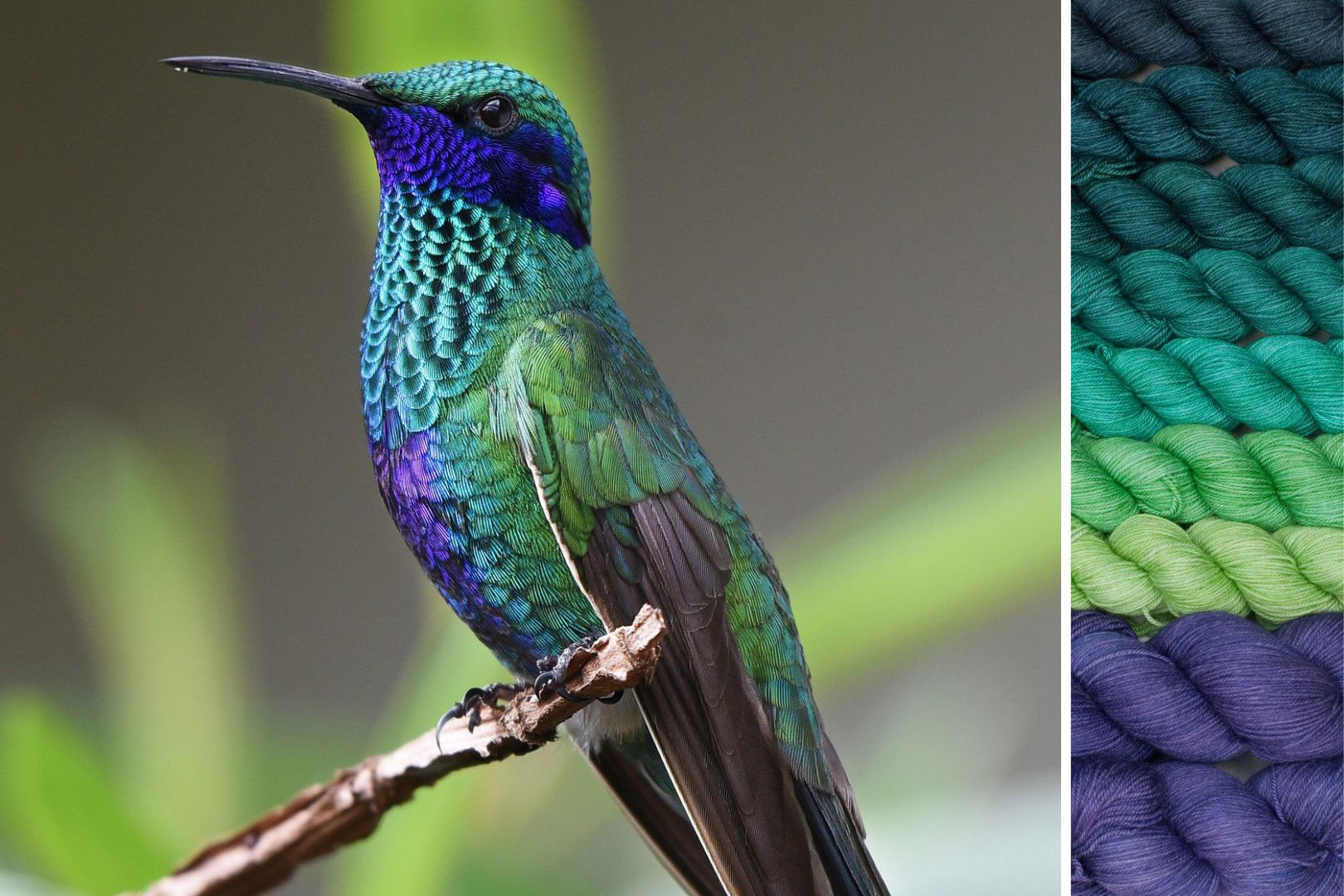 Hummingbird: ensemble pour Wings of Wonder MKAL