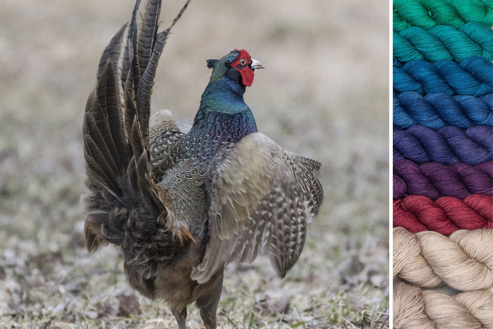 Pheasant: ensemble pour Wings of Wonder MKAL