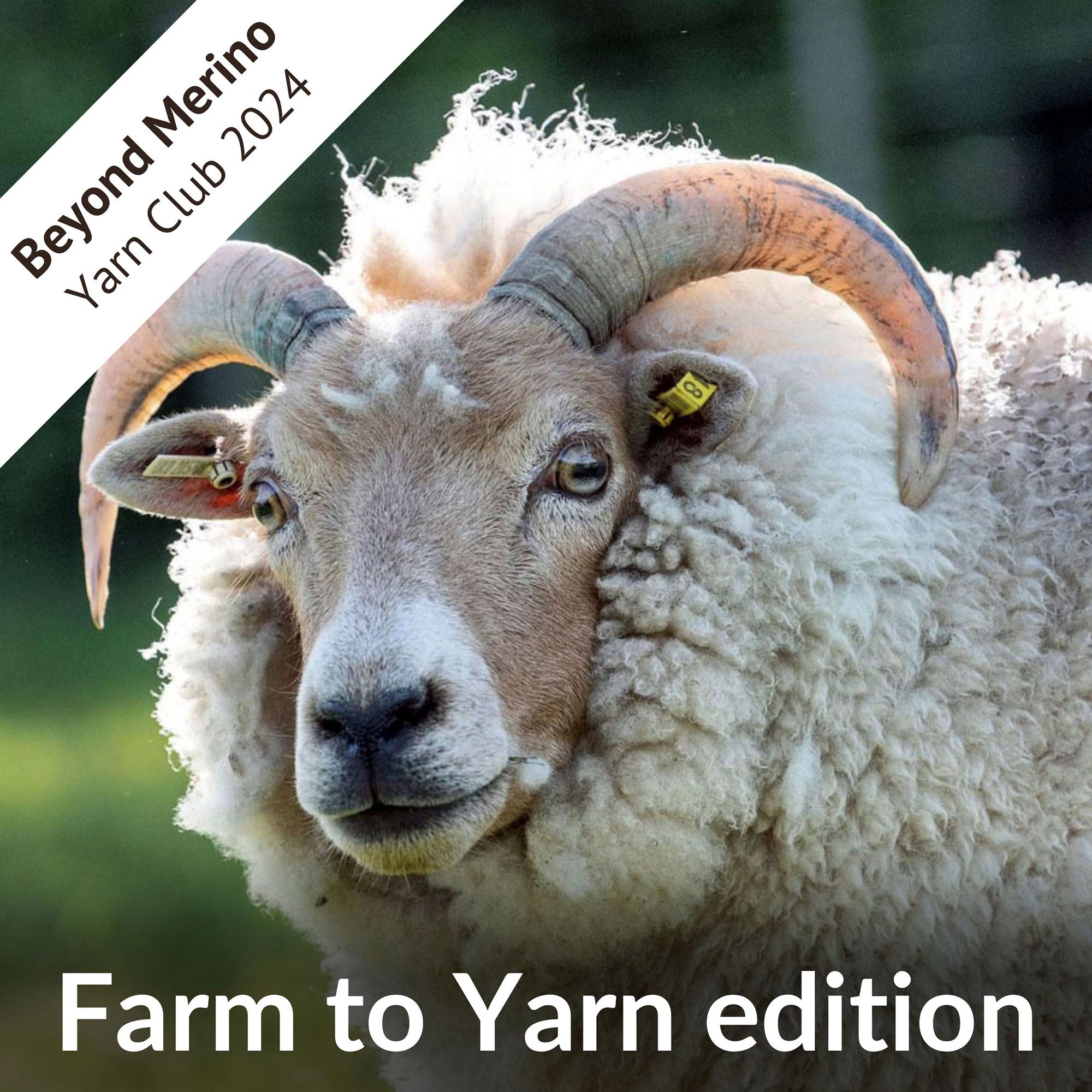 Beyond Merino yarn club 2024: Farm to Yarn edition